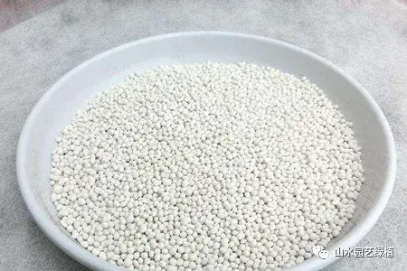 绿萝花语象征与寓意(养绿萝的好处)