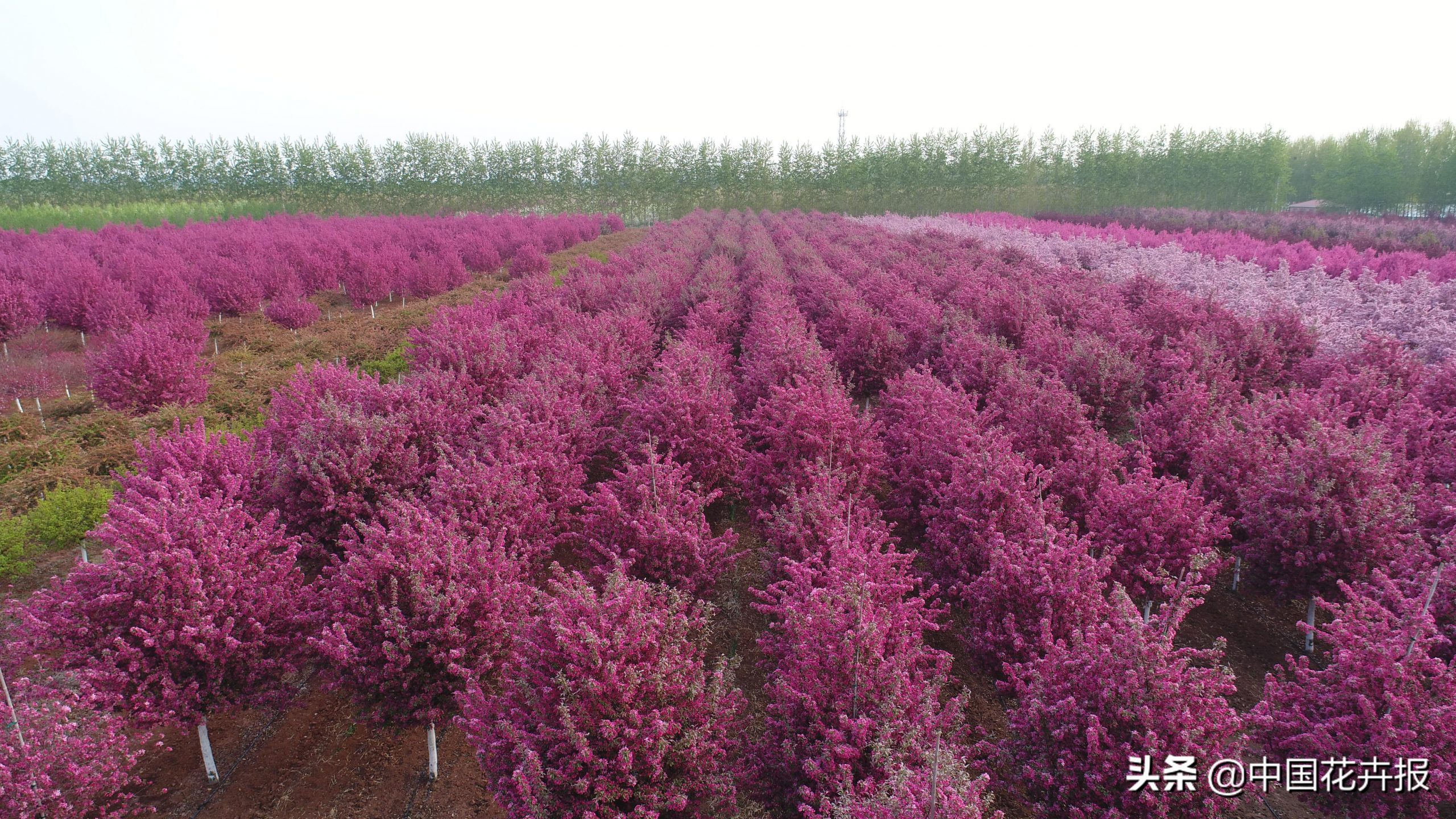 北美海棠开花时间多长(海棠开花结果过程)