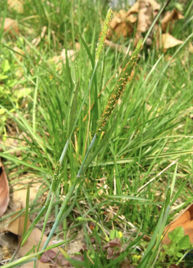 一年生草本植物名称大全