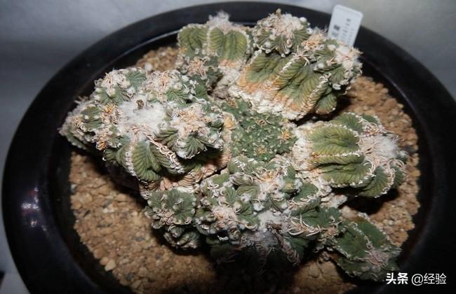 十大最贵多肉植物品种(植物肉肉的品种大全)
