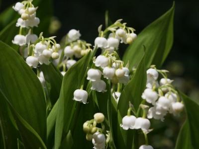 铃兰花怎么种才能发芽(关于铃兰花的正确盆栽方法)