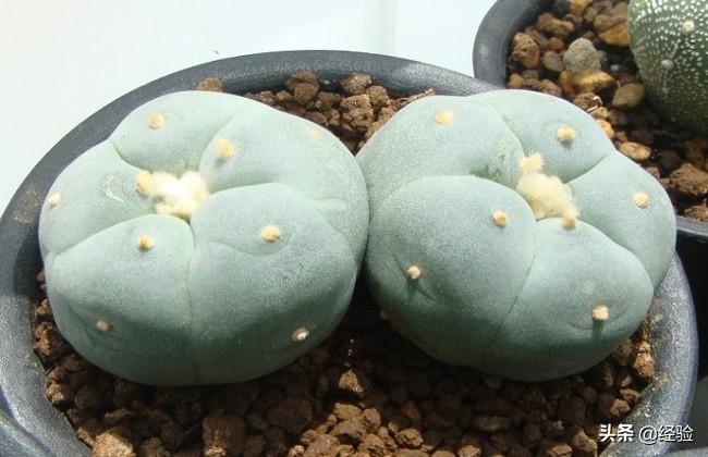 十大最贵多肉植物品种(植物肉肉的品种大全)