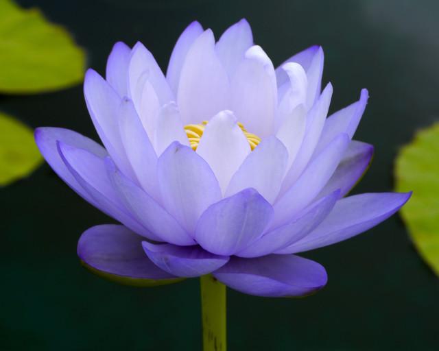 蓝莲花代表什么意思(关于蓝莲花的花语和传说)