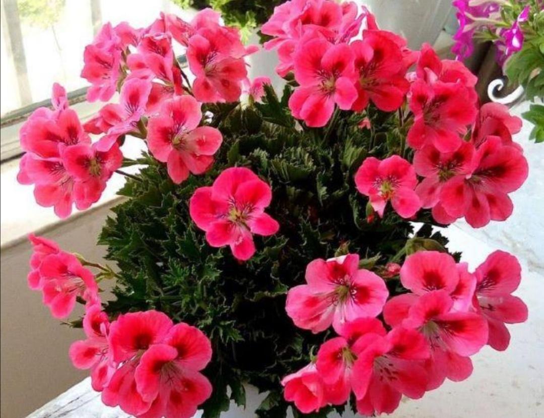 洋绣球花怎么栽培(绣球花的养殖方法)