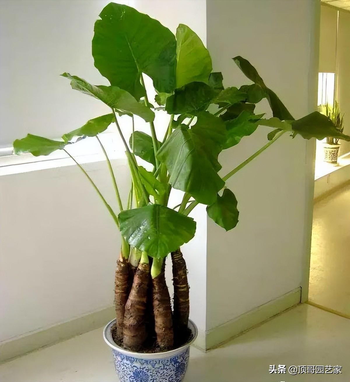 四季常绿的树有哪些(低矮四季常青的绿植)