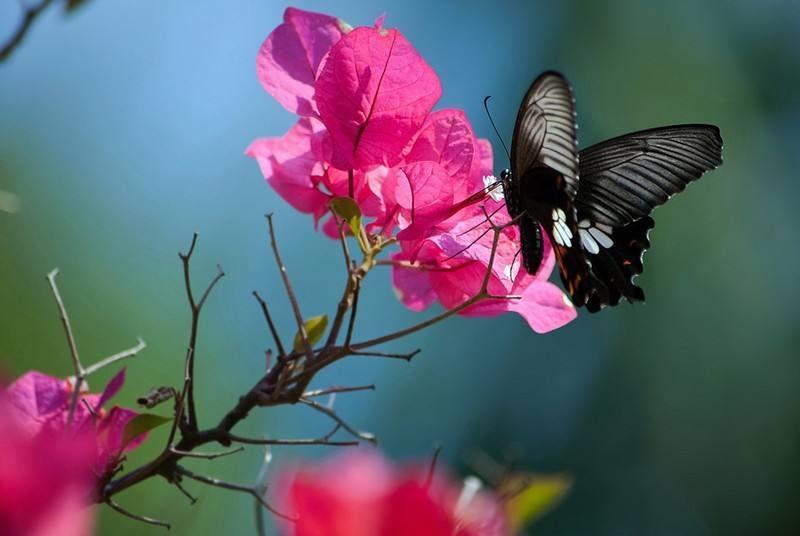 光叶子花的养殖方法(了解光叶子花和三角梅的区别)
