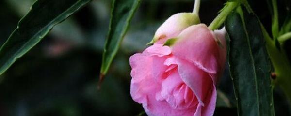 凤仙花传播种子的方法是什么(详解凤仙花种植方法)