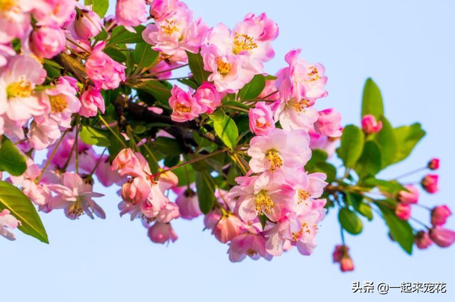 木本花卉有哪些品种(适合室内养的木本植物)