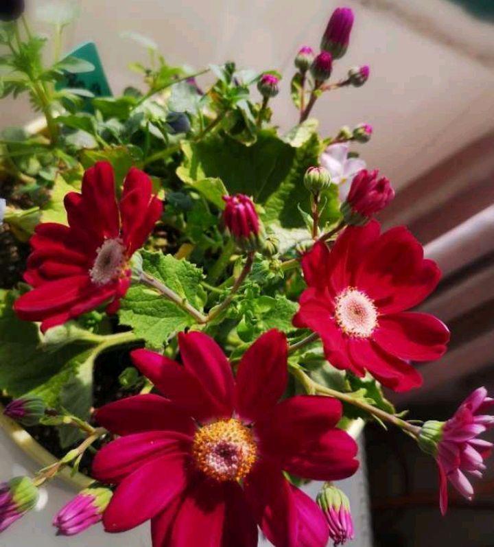 瓜叶菊的特点(适合冬季室外种植的花卉)