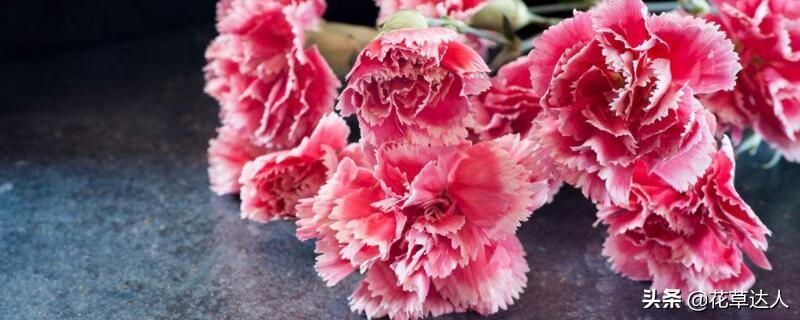 送老师康乃馨花语和寓意(详解康乃馨的颜色代表)