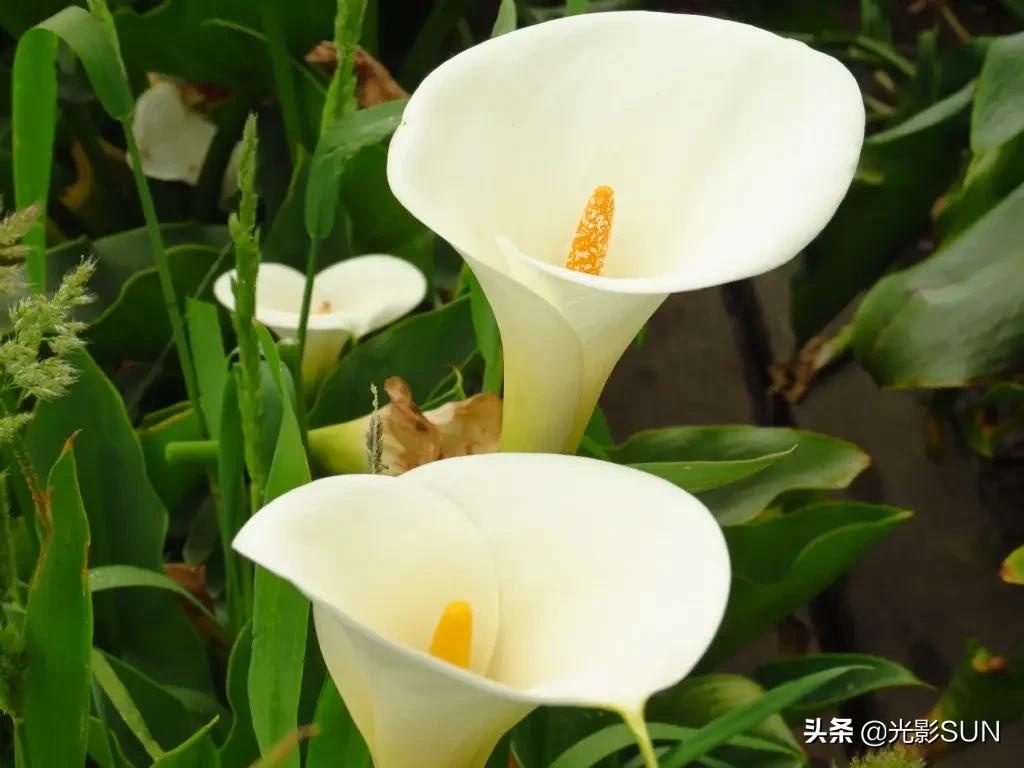 海芋花的花语(详解海芋花的寓意)