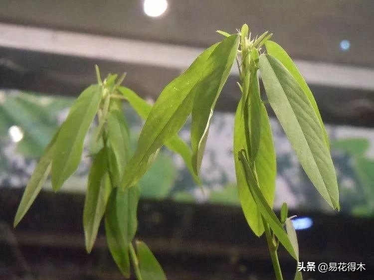 跳舞草属于什么科(常见有趣的植物)