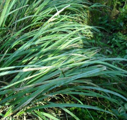 国家一级保护植物有哪些(中国五大一级保护植物)