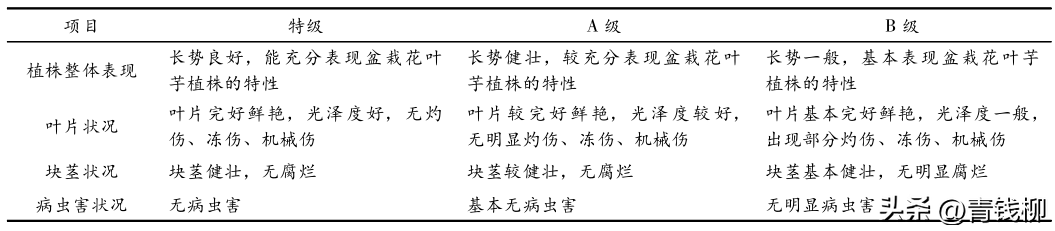 桑树苗什么时候种植（桑树用种子育苗方法）