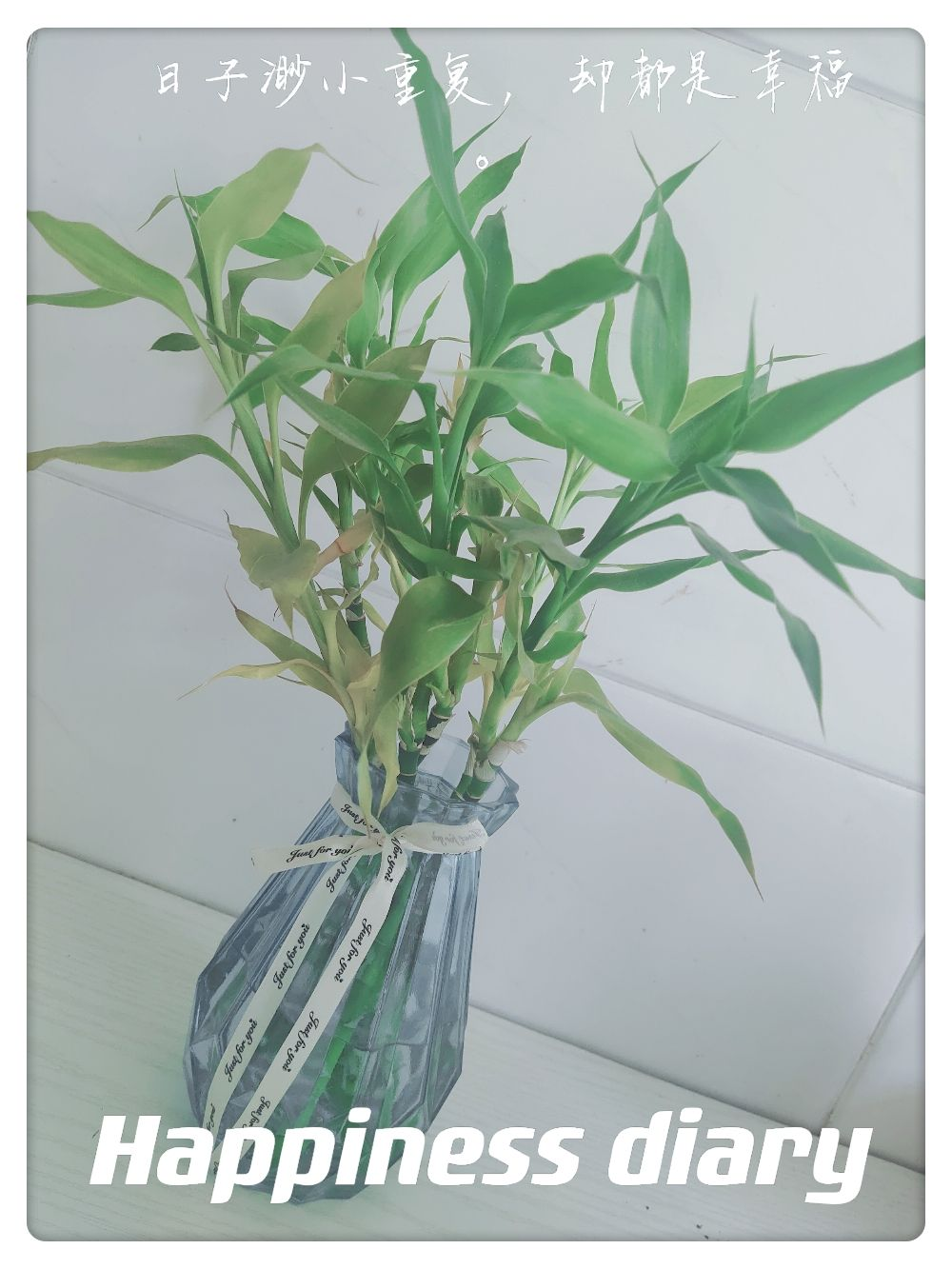 富贵竹怎么才能快速生根(水养富贵竹生根最快法)