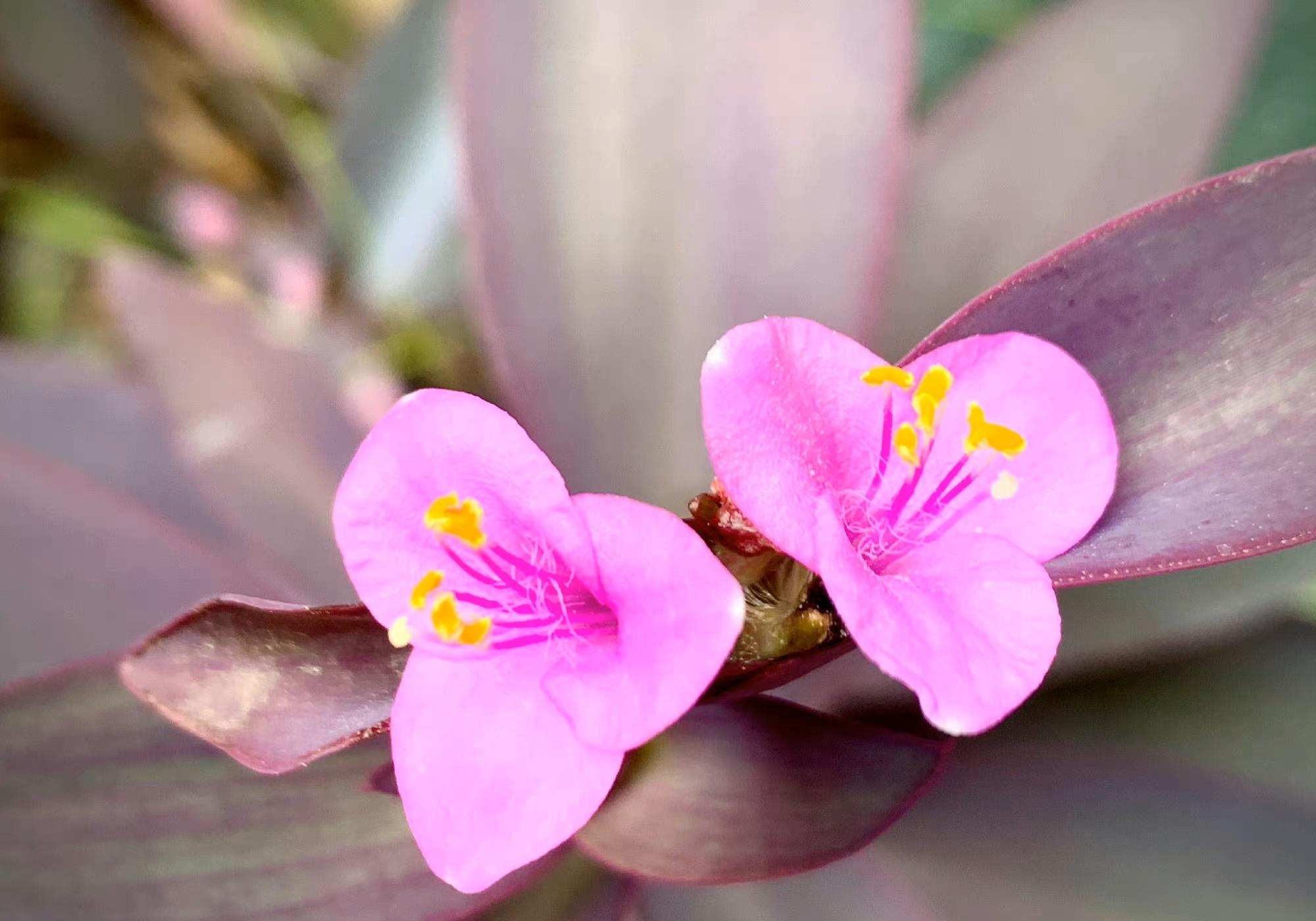 金鱼草花语是什么(各种花的花语)