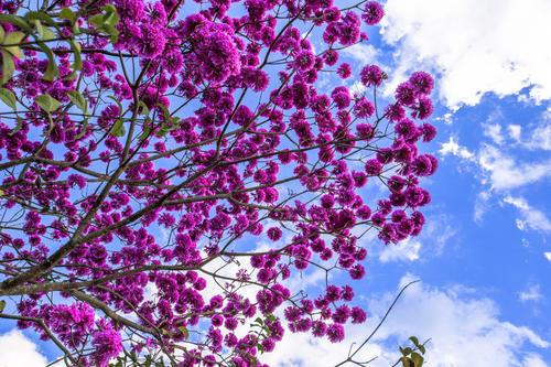 紫花风铃木花期是什么时候(路边最常见的树)