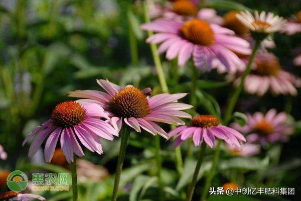 松果菊的种植方法和时间（枫树必买的品种介绍）