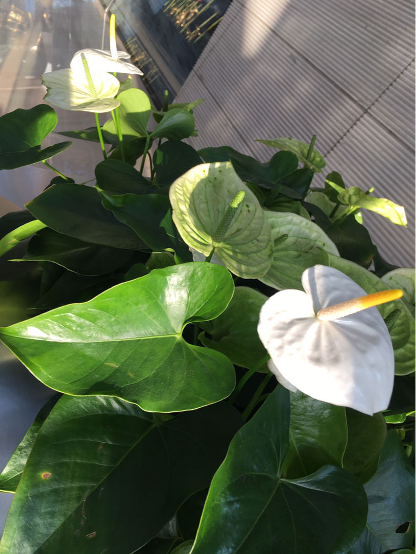 不需要阳光的室内植物有哪些(室内最好养的喜阴绿植推荐)