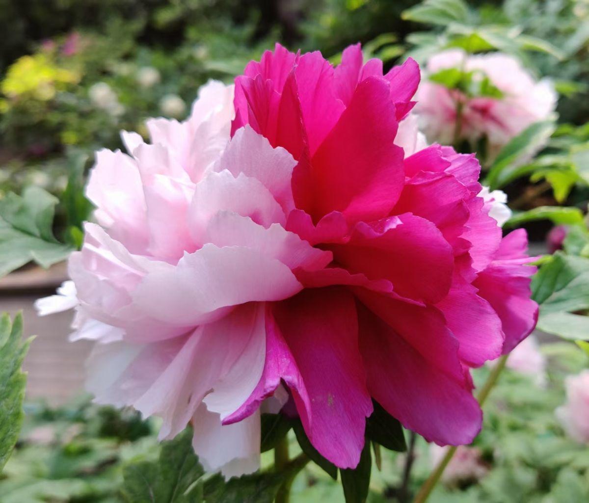 花中之王指的是什么花(花王牡丹的介绍)