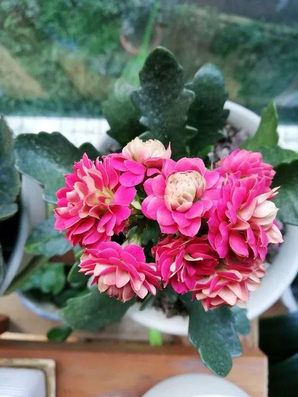 十二月开的花是什么花(关于十二月开的花寓意)