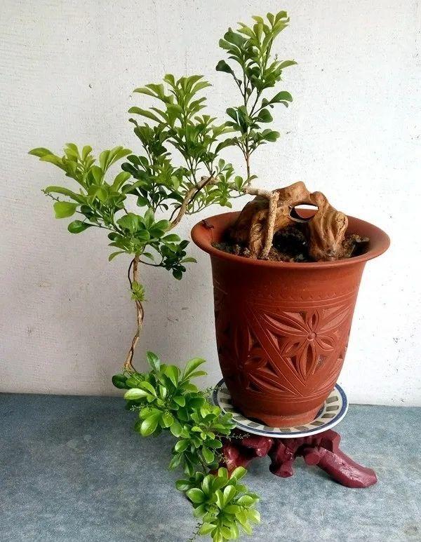 好看的室内植物盆景十大排名(分享易活的客厅绿植)