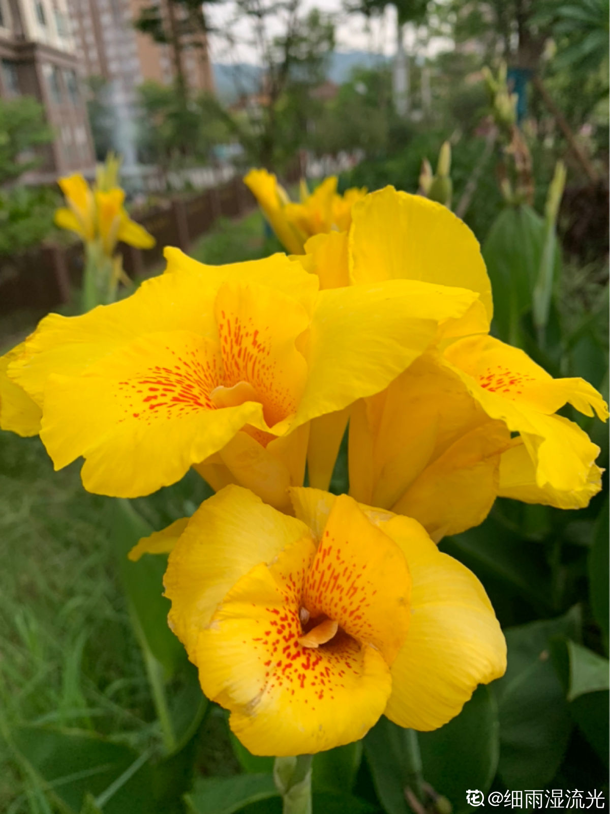 秋天开什么花常见(盘点秋天最美的六种花)