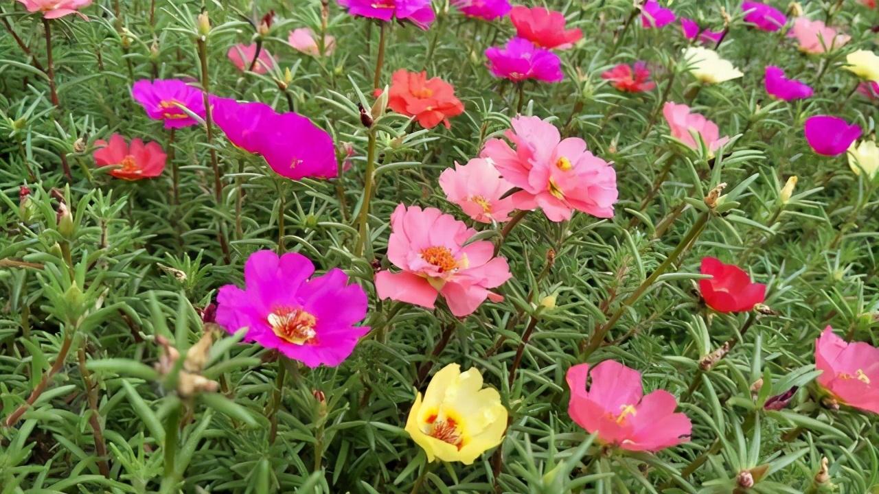 不同花的开放时间有哪些(24小时各种花开放的时间)