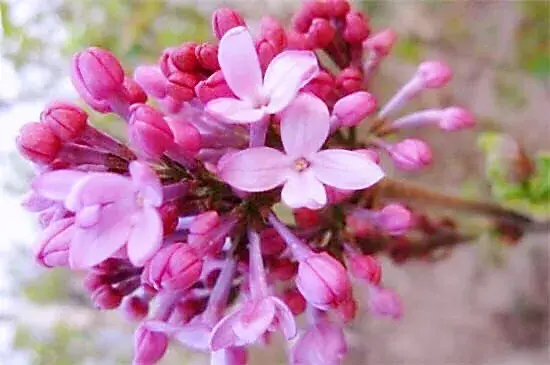 丁香花是什么颜色的(详解丁香花品种简介)