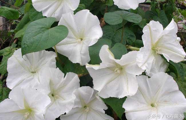月光花的花语(了解月光花养护方法)