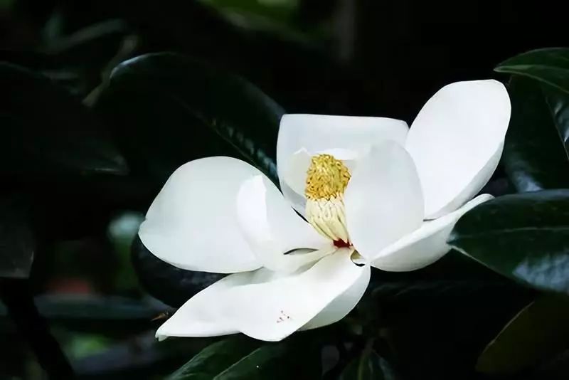 广玉兰的资料及介绍(最贵玉兰花的品种)