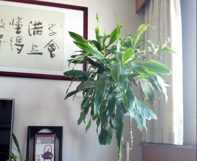 家中种什么植物可以净化空气(净化空气最好的植物排名)