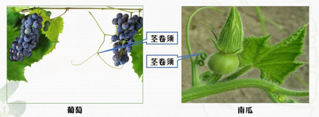什么属于变态茎类(详解变态根的植物)