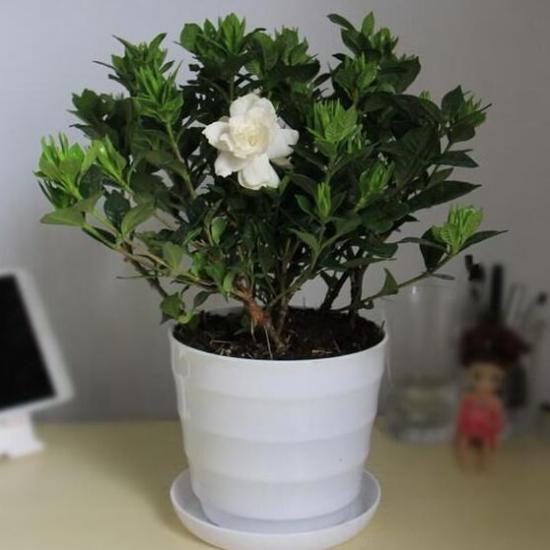 栀子花几天一浇水好