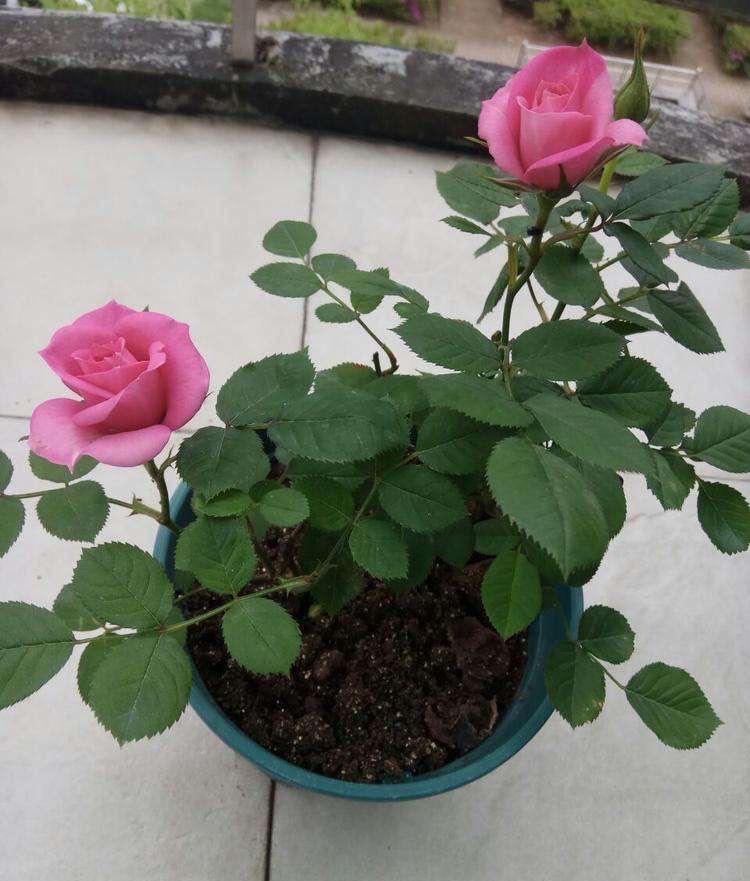 月季花怎么养开花多一点