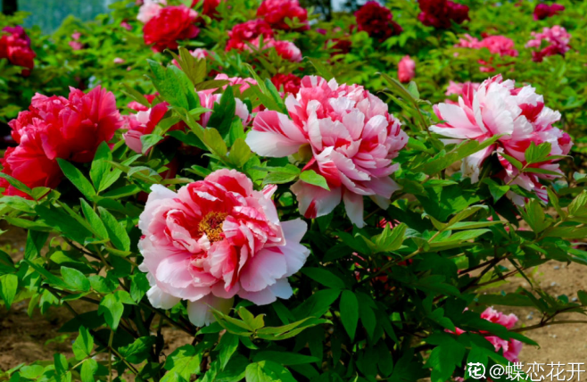 介绍牡丹几月份开花(了解牡丹花种植和养护)