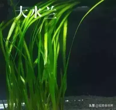 水草种类及名称(常见水草种类大全)