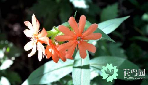 剪秋罗是什么（关于剪秋罗的颜色和形状）