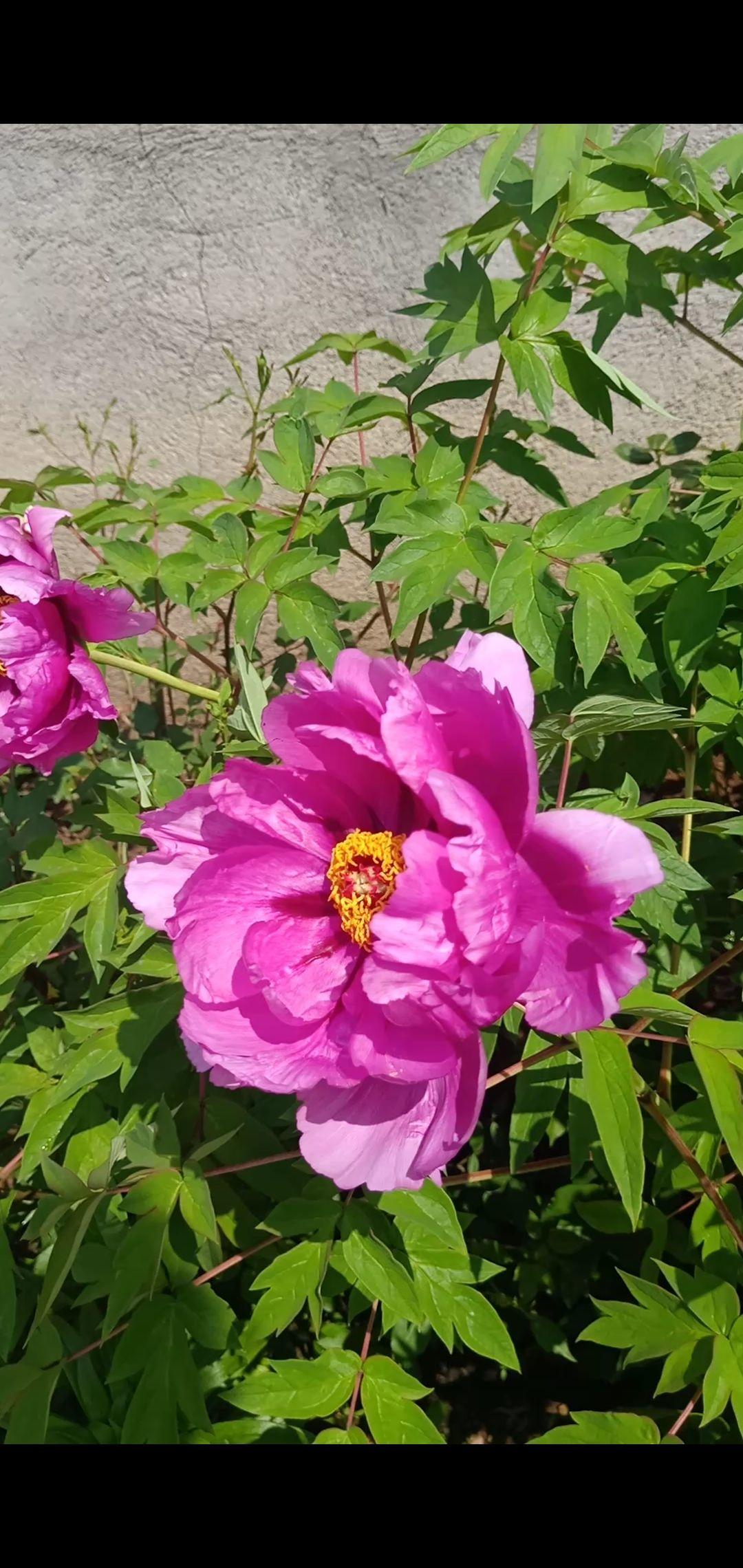 花中之王指的是什么花(花王牡丹的介绍)