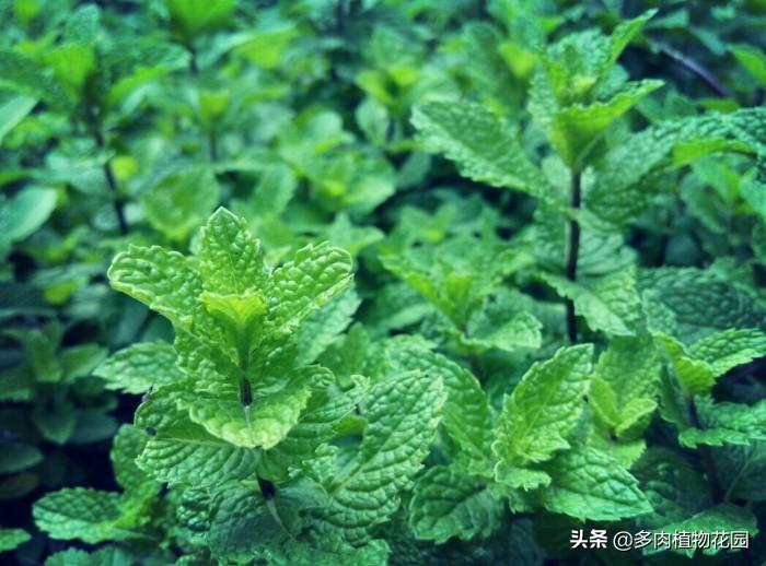 薄荷叶子发黑干枯怎么办(叶子尖发黑枯萎的处理办法)