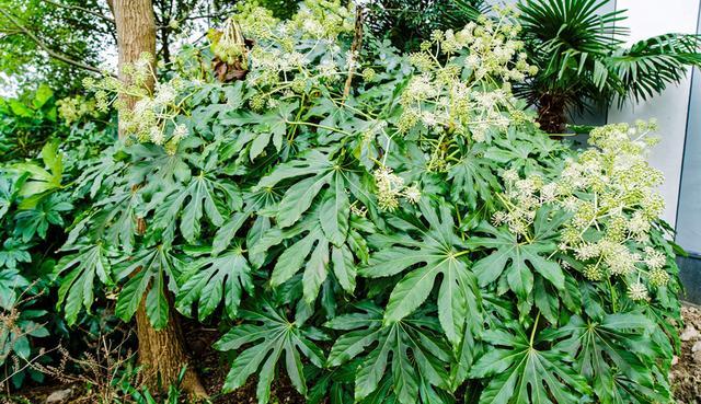 常绿阔叶林有什么植物(地理植被类型分类)