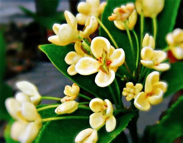 月月桂花养殖方法(桂花中最香的品种排名)