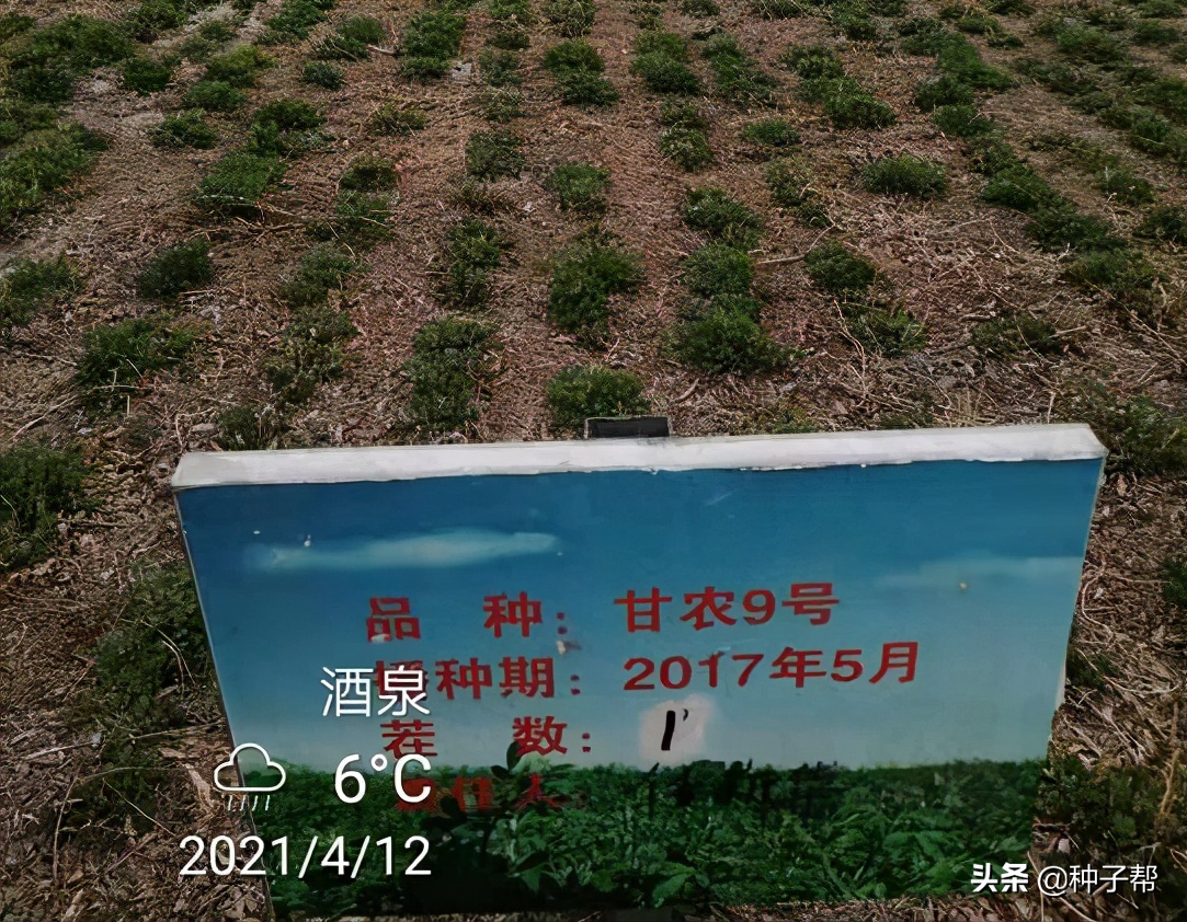 紫花苜蓿种子浸泡多久(关于紫花苜蓿种植方法)