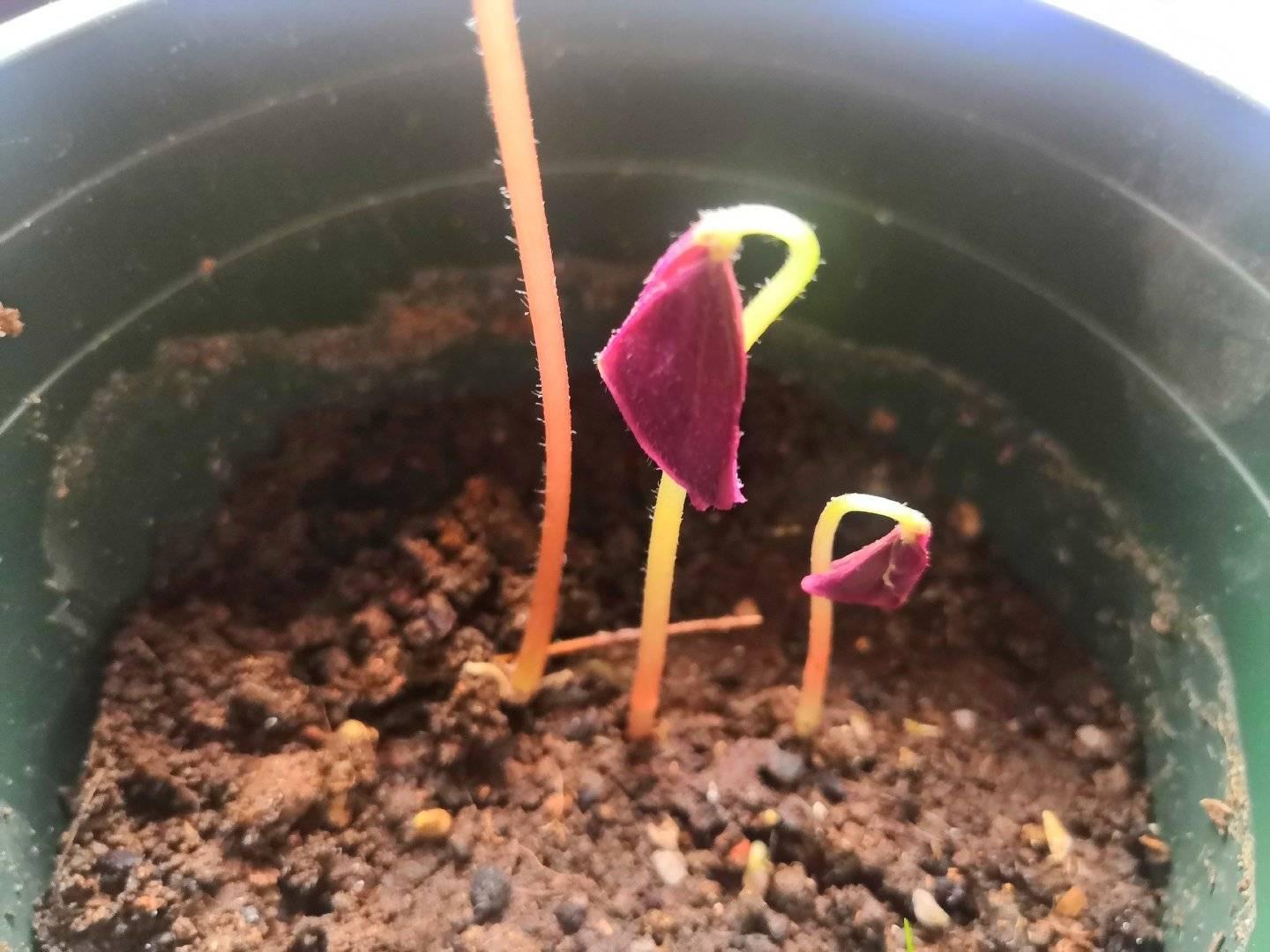 酢浆草花期最长的品种(最值得养的酢浆草推荐)