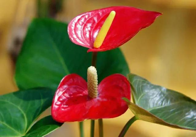 红色的花有哪些名称(红色花植物名大全)