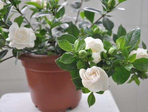 栀子花叶子不绿是什么原因造成的(介绍栀子花用的肥料)