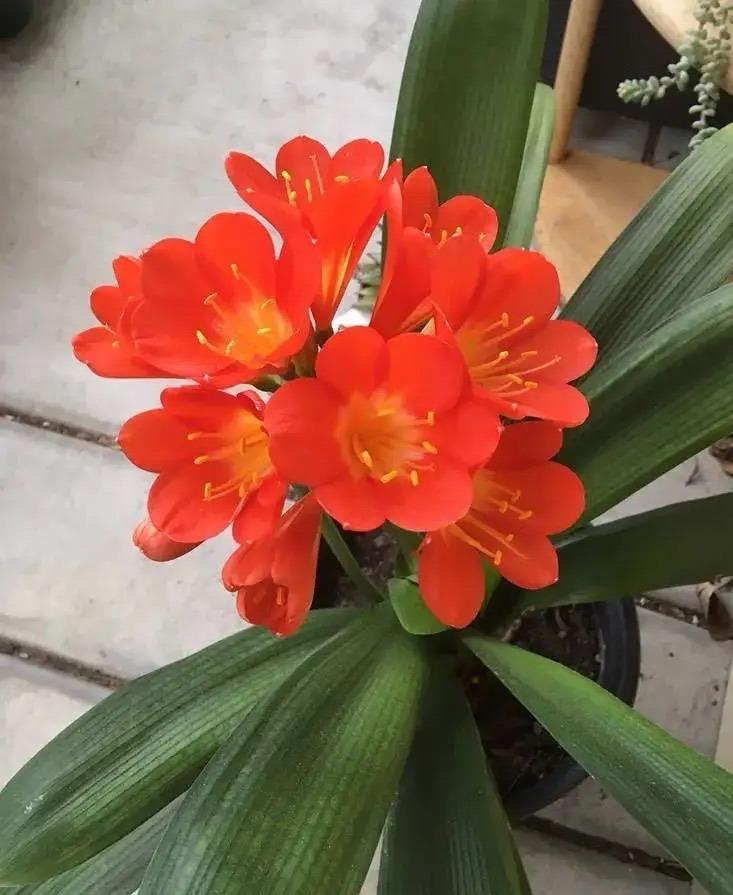 植物盆栽怎么养殖(适合家里养的盆栽植物)