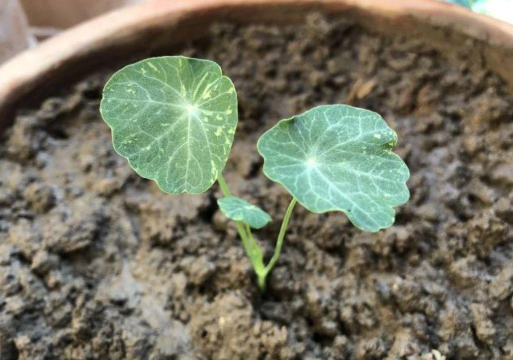 旱金莲种植方法和时间(旱金莲的养护技巧)