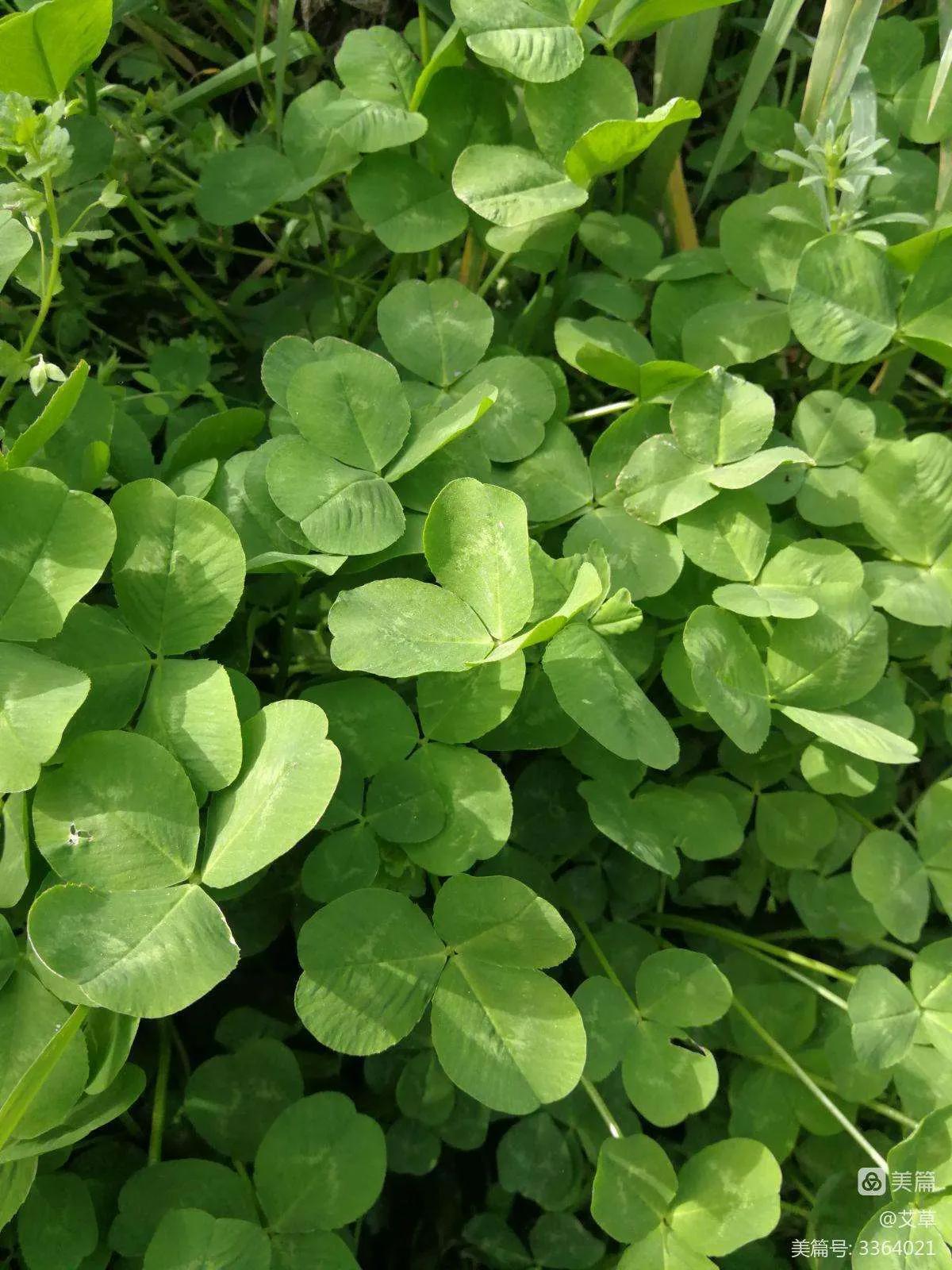 四叶草的含义是什么(描述四叶草的花语及寓意)