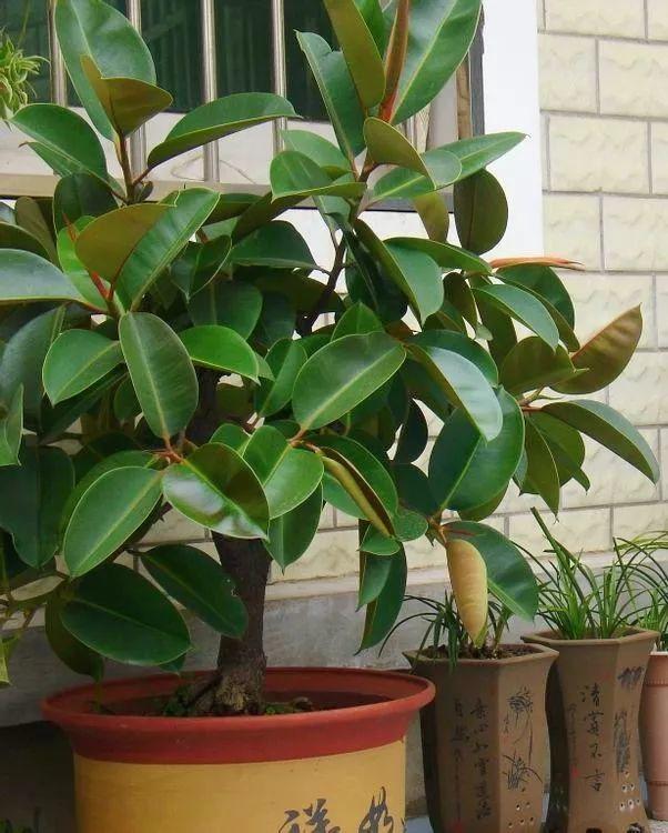 家里养什么花好养活(吸甲醛最快最有效的植物)